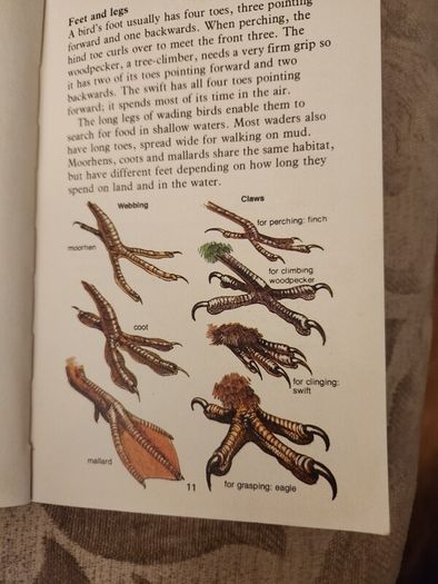 Whizz Kids. Birdwatching First Edition Vintage 1979 Paperback In Good Condition. 36.