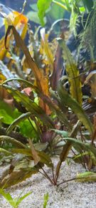 aquarium plants