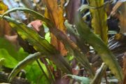 aquarium plants