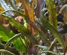 aquarium plants