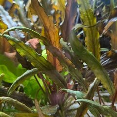 aquarium plants