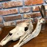 vintage horse skull Image 6