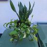 Indoor planter Image 3