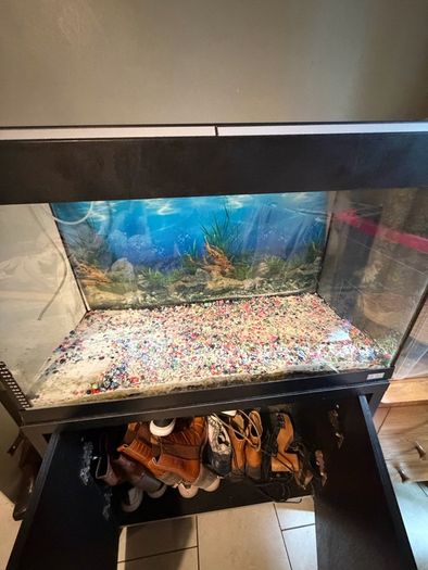fish t