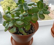 Jade Plant - Crassula Ovata