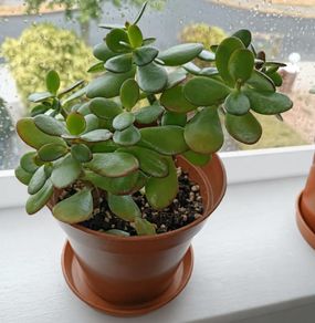 Jade Plant - Crassula Ovata
