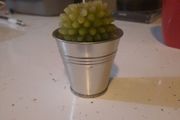 cute cactus candle