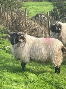 Hoggets