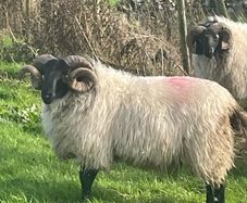 Hoggets
