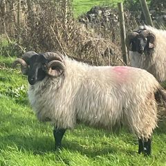 Hoggets
