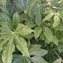 Plant Bundle 20+ plants end of season sale!!!! Image 4