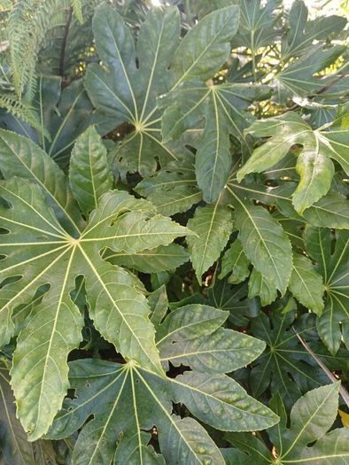 Plant Bundle 20+ plants end of season sale!!!!