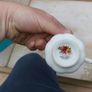 royal albert old country roses Image 4