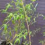 golden chinese timber bamboo - phyllostachys vivax aureocaulis Image 4