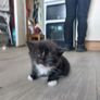 Kittens Looking Loving Home Image 2