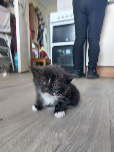 Kittens Looking Loving Home