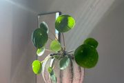Chinese Money plant