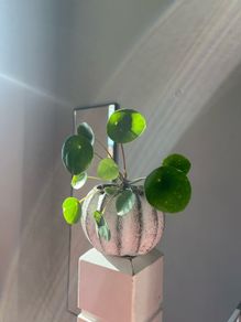 Chinese Money plant