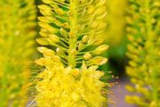 Erimerus Golden Yellow (Foxtail lily)