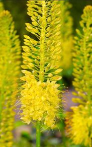 Erimerus Golden Yellow (Foxtail lily)