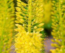 Erimerus Golden Yellow (Foxtail lily)