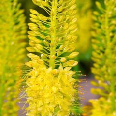 Erimerus Golden Yellow (Foxtail lily)
