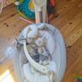 Baby bouncer walker bundle Image 2