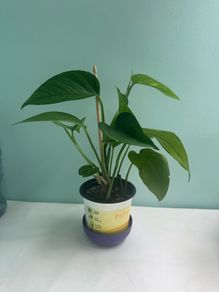 Money plant