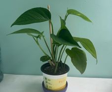 Money plant