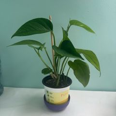 Money plant
