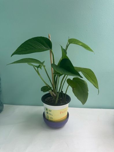 Money plant