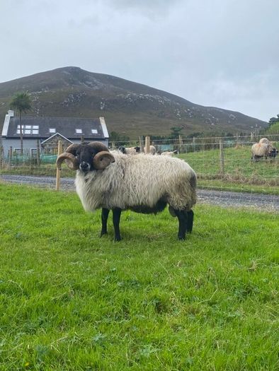 Black faced mountain hogget rams