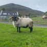 Black faced mountain hogget rams Image 4