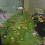 Aquarium snails Image 2