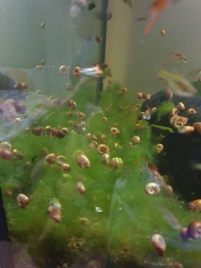Aquarium snails