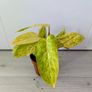 Philodendron Painted Lady Plant Image 4