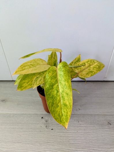 Philodendron Painted Lady Plant