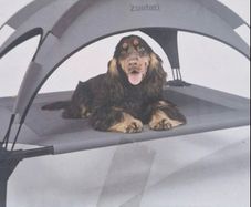Pet Sun Bed