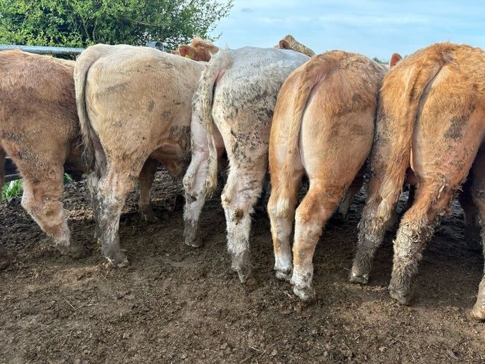 25 smashing Charlie bullocks