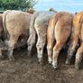 25 smashing Charlie bullocks Image 9