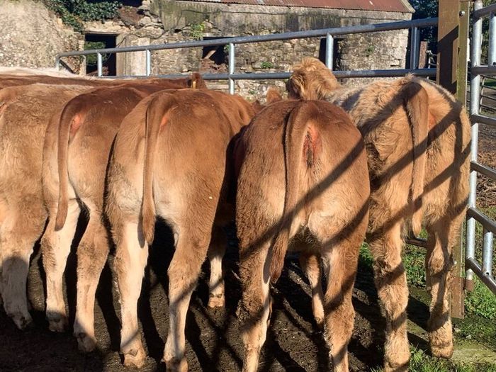 20 u grade charlaois and limousine heifers