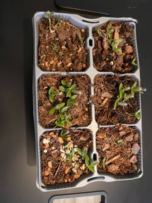 plant
