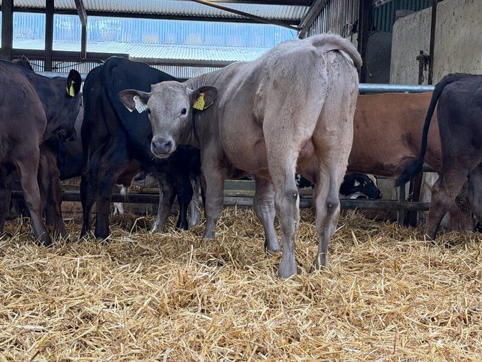 10 Charolais and Limousin Weanlings