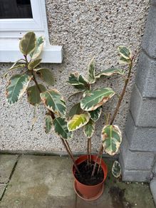 Ficus Tineke