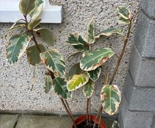Ficus Tineke