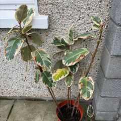 Ficus Tineke
