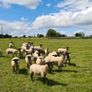 Hoggets Image 3
