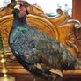 Melanistic Black Pheasant Taxidermy Mount Image 3