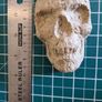 Bundle of papier mache skulls for arts & crafts Image 3