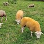 PBR texel ram lambs Image 5